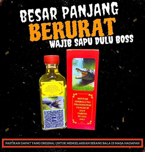 minyak tangkur buaya taring